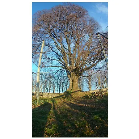 Al Bagolaro Bed & Breakfast Crocetta del Montello