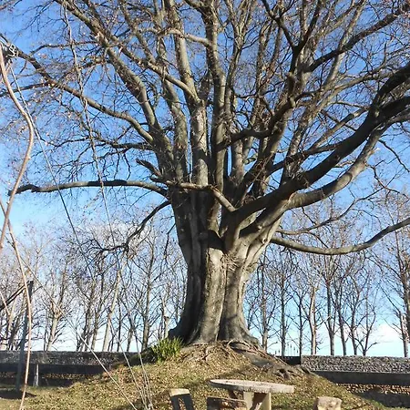 Al Bagolaro Bed & Breakfast