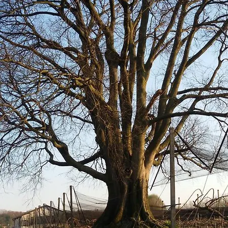 Al Bagolaro Frühstückspension 3*